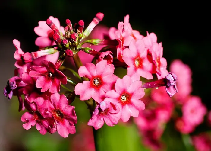 Bed and breakfast De Lorijn